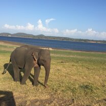an elephant i saw on our safari 
